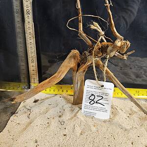 Tuskwood Aquascaping Root Bonsai Tree Style Wide M 20-30 nr82