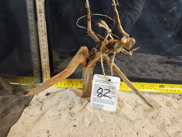 Tuskwood Aquascaping Root Bonsai Tree Style Wide M 20-30 nr82