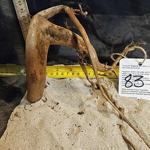 Tuskwood Aquascaping Root Bonsai Tree Style Wide M 20-30 nr83