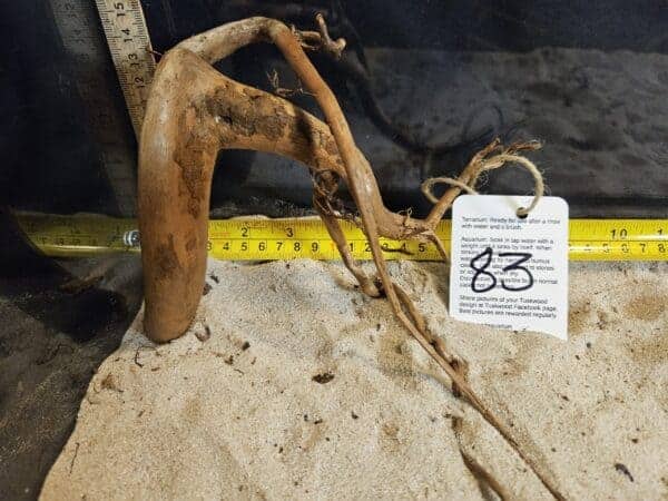 Tuskwood Aquascaping Root Bonsai Tree Style Wide M 20-30 nr83