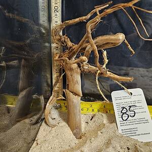 Tuskwood Aquascaping Root Bonsai Tree Style S 10-20 nr85