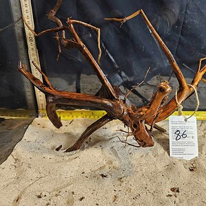 Tuskwood Aquascaping Root L Spider 30-40 nr86 A