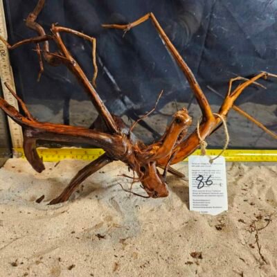 Tuskwood akvaariojuuri aidossa suopuussa