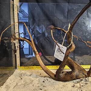 Tuskwood Aquascaping Root L Spider 30-40 nr88 A