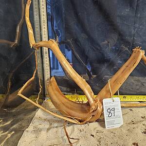 Tuskwood Aquascaping Root L Spider 30-40 nr89