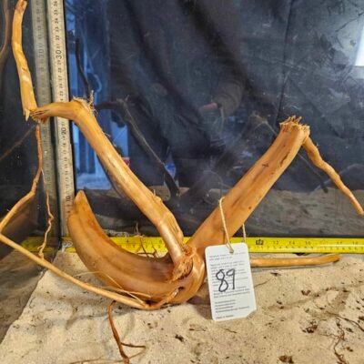 Tuskwood akvaariojuuri aidossa suopuussa