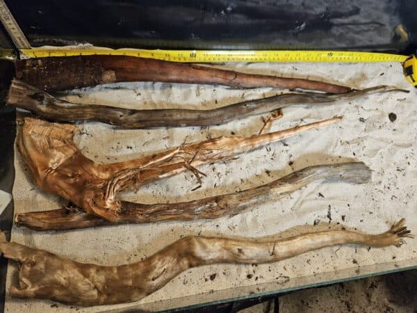 Tuskwood Aquascaping Single Root  XXL 50-70 Mix - Bild 2