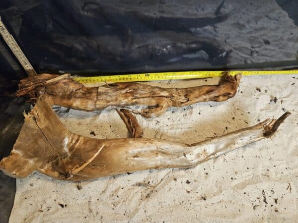 Tuskwood Aquascaping Single Root  XXL 50-70 Mix - Bild 8