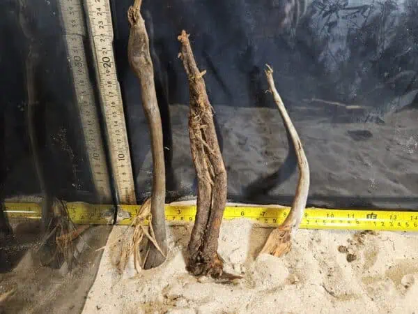 Tuskwood Aquascaping Single Root  S 10-20 Mix - Bild 3