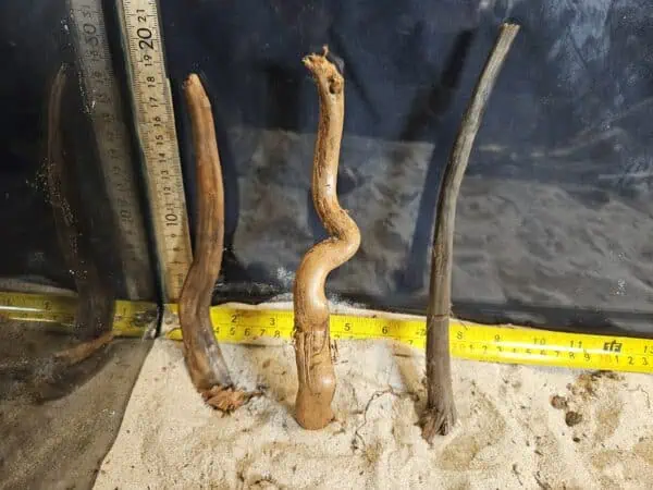 Tuskwood Aquascaping Single Root  S 10-20 Mix - Bild 4