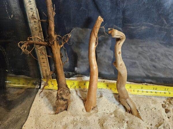 Tuskwood Aquascaping Single Root  S 10-20 Mix - Bild 6