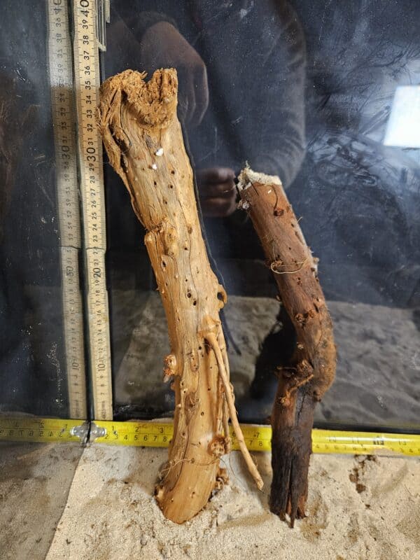 Tuskwood Aquascaping Single Root Gnarly M 30-40 Mix - Bild 2