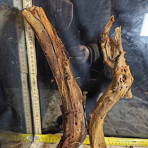 Tuskwood Aquascaping Single Root Gnarly M 30-40 Mix