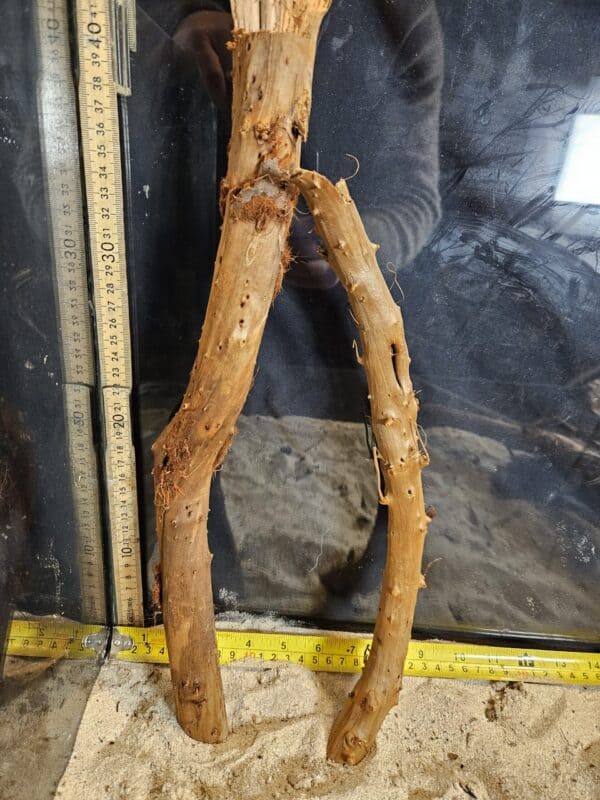 Tuskwood Aquascaping Single Root Gnarly M 30-40 Mix - Bild 4