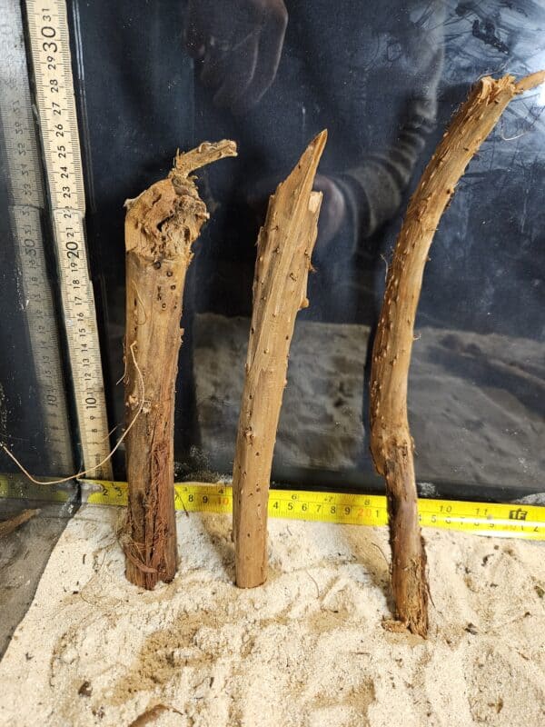 Tuskwood Aquascaping Single Root Gnarly M 20-30 Mix - Bild 2