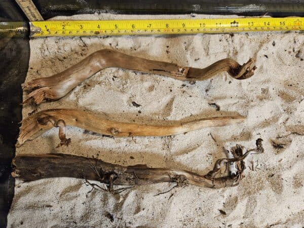 Tuskwood Aquascaping Single Root  M 20-30 Mix - Bild 3