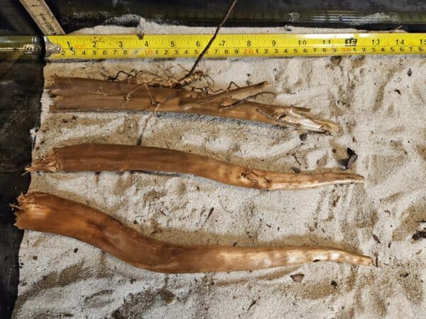 Tuskwood Aquascaping Single Root  M 20-30 Mix - Bild 4