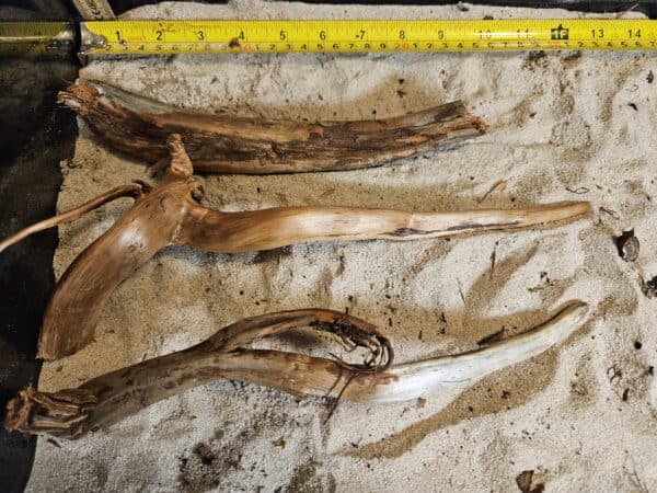 Tuskwood Aquascaping Single Root  M 20-30 Mix - Bild 6