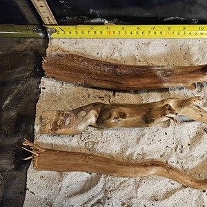 Tuskwood Aquascaping Single Root  M 20-30 Mix