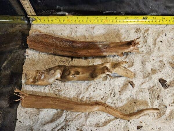 Tuskwood Aquascaping Single Root  M 20-30 Mix