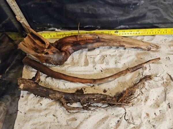 Tuskwood Aquascaping Single Root  L 30-40 Mix - Bild 3