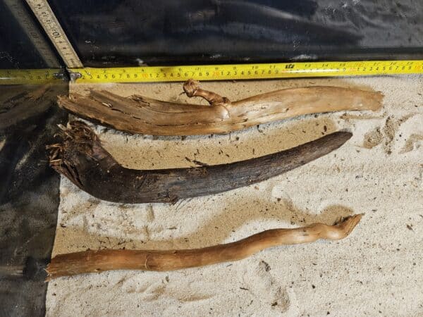 Tuskwood Aquascaping Single Root  L 30-40 Mix - Bild 4