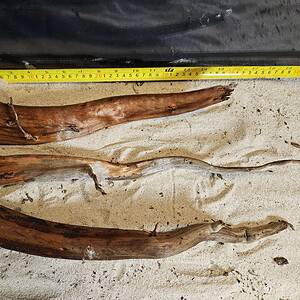 Tuskwood Aquascaping Single Root  L 30-40 Mix