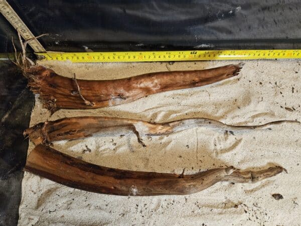 Tuskwood Aquascaping Single Root  L 30-40 Mix - Bild 2