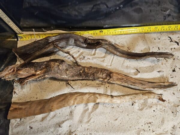 Tuskwood Aquascaping Single Root  XL 40-50 Mix - Bild 4