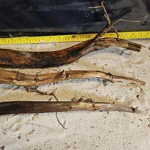 Tuskwood Aquascaping Single Root  XL 40-50 Mix