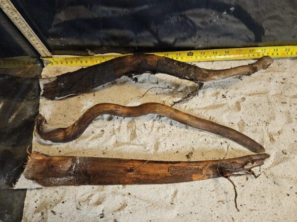 Tuskwood Aquascaping Single Root  XL 40-50 Mix - Bild 7