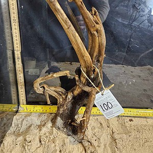 Tuskwood Aquascaping Root Bonsai Tree Style L (30-40 cm) 100