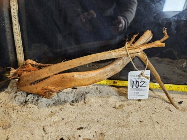 Tuskwood Aquascaping Root Bonsai Tree Style L (30-40 cm) 102 - Bild 2