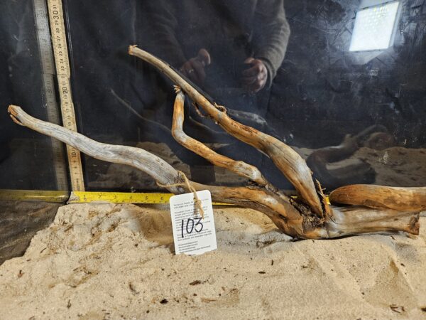 Tuskwood Aquascaping Root Bonsai Tree Style L (30-40 cm) 103 - Bild 2