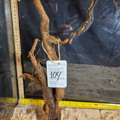 Tuskwood akvarierot i äkta bogwood, 30-40 cm