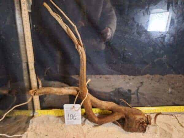 Tuskwood Aquascaping Root Bonsai Tree Style L (30-40 cm) 106 - Bild 3