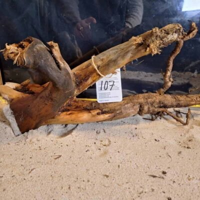 Tuskwood akvaariojuuri aidossa suopuussa