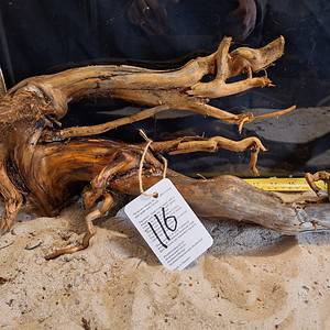 Tuskwood Aquascaping Root XL Rootflow 40-50cm nr116 A