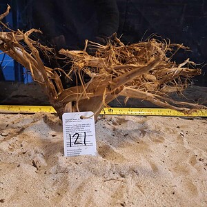 Tuskwood Aquascaping Root XL Selected 40-50 nr121 AA