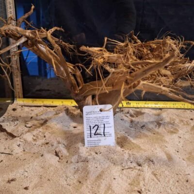 Tuskwood aquarium root in real bogwood (racine d'aquarium en véritable tourbière)