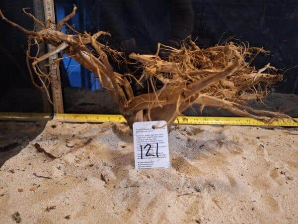 Tuskwood Aquascaping Root XL Selected 40-50 nr121 AA