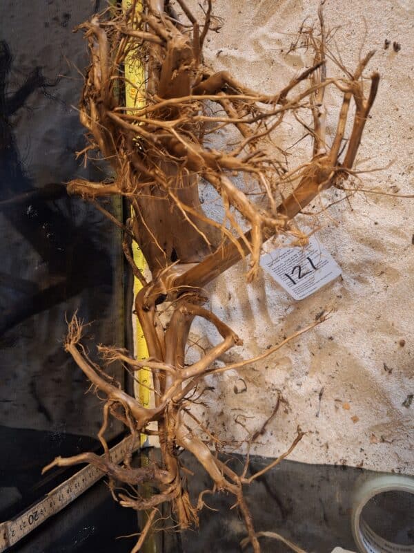 Tuskwood Aquascaping Root XL Selected 40-50 nr121 AA - Bild 2