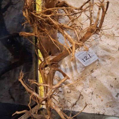 Tuskwood aquarium root in real bogwood (racine d'aquarium en véritable tourbière)