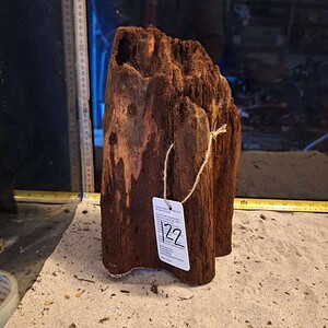 Tuskwood Ancient Tree Stump XXL 30-40 cm Nr122
