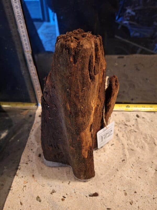 Tuskwood Ancient Stump XL (30-40) Mix - Bild 3