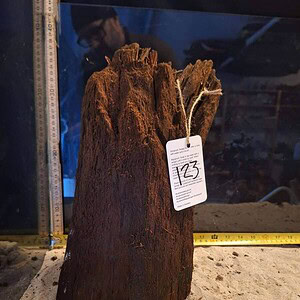 Tuskwood Ancient Tree Stump XXL 30-40cm Nr123