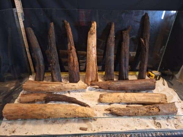 Tuskwood Ancient Stump M (30-40) Mix