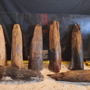 Tuskwood Ancient Stump L (30-40) Mix