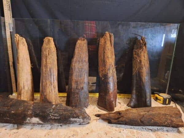 Tuskwood Ancient Stump L (30-40) Mix