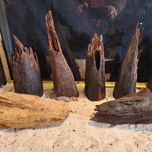 Tuskwood Ancient Stump L (20-30) Mix